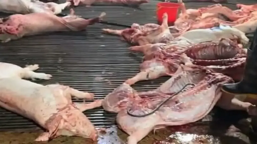 Lò mổ câu kết cán bộ kiểm dịch tiêu thụ 3.600 con lợn nhiễm dịch tả châu Phi