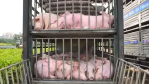 Chặn xe tải chở 100 con heo nhiễm dịch tả châu Phi tại trạm cân