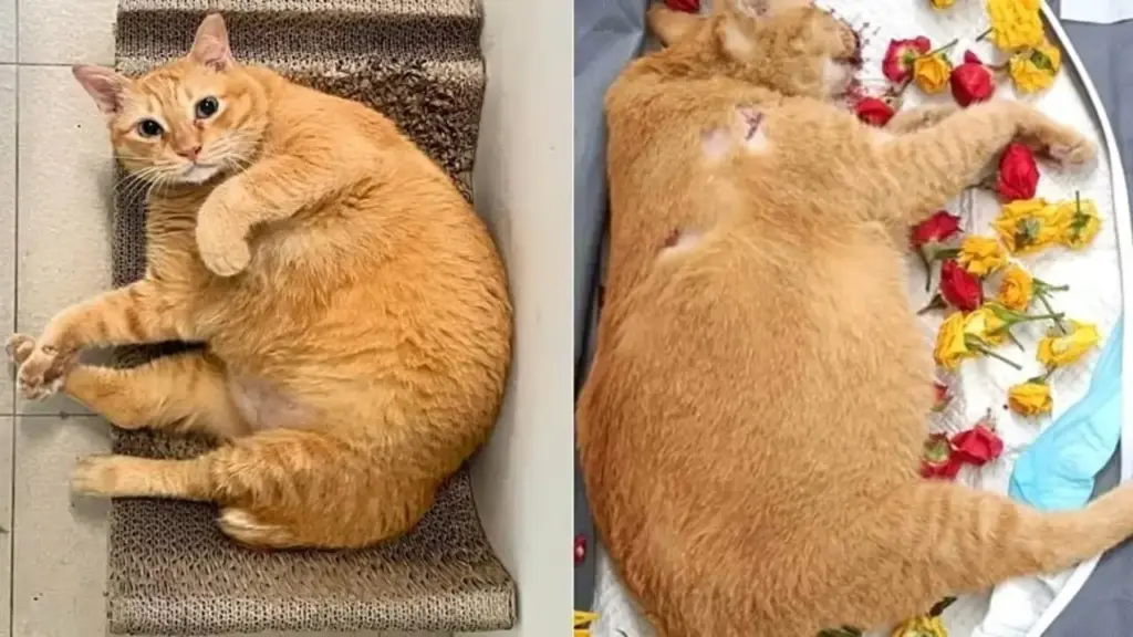 Ngược đãi mèo sau khi bị bạn gái chia tay, thanh niên lĩnh án nặng