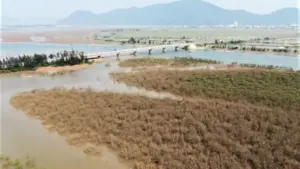 Nhiều hecta rừng ngập mặn ở Hà Tĩnh chết khô