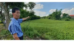 Bàu Hàn bị 'bức tử'