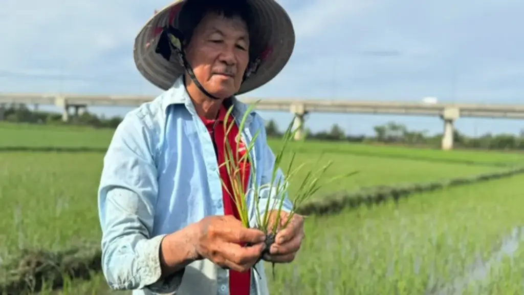 Nắng nóng và xâm nhập mặn, lúa hè thu ở Quảng Ngãi chết hàng loạt