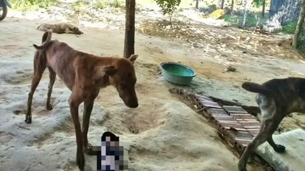 5 người ở TP.HCM tử vong do bệnh dại