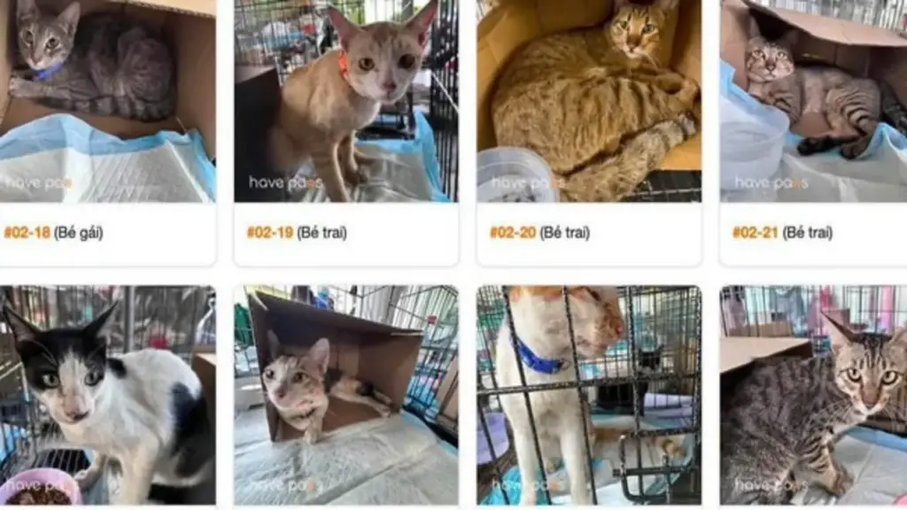 TP.HCM: Công an xã Đông Thạnh truy tìm nạn nhân vụ bắt trộm mèo